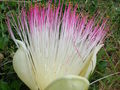 Kwiat kebena okazałego (fot. Forest and Kim Starr/wikimedia)